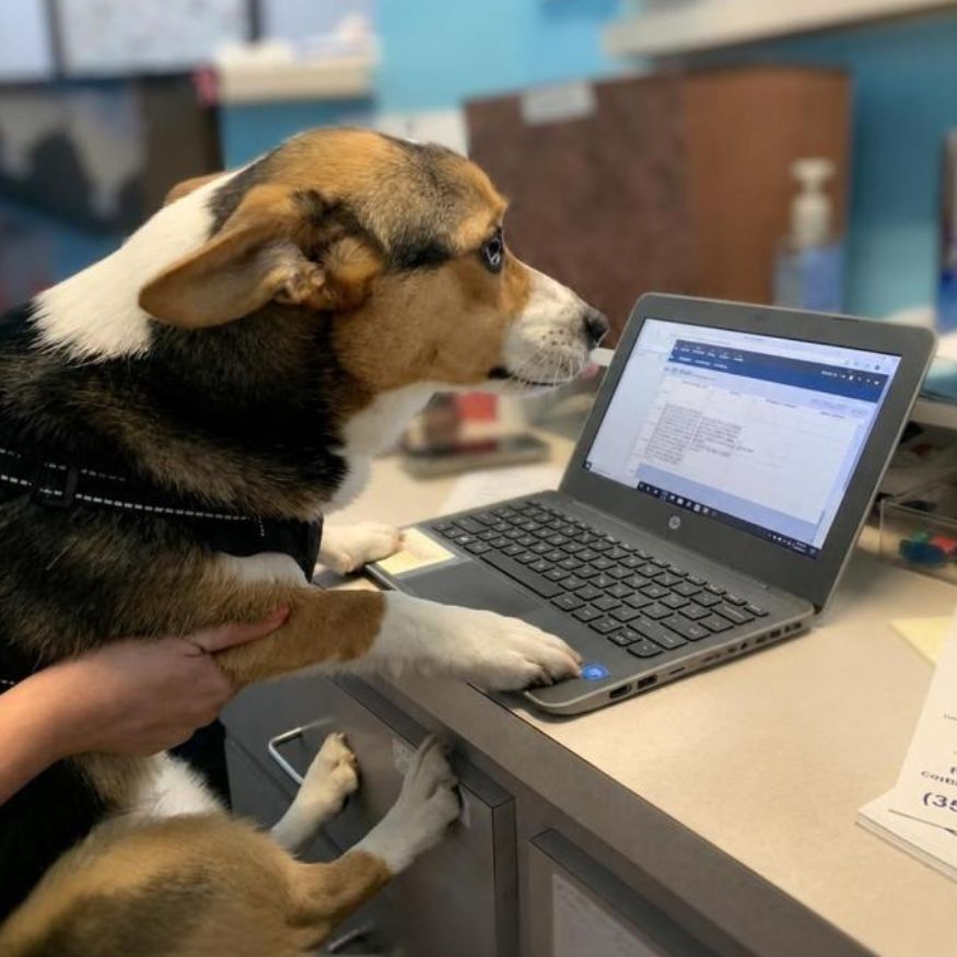 Kona, a beagle pup, checks the laptop at our reception desk.